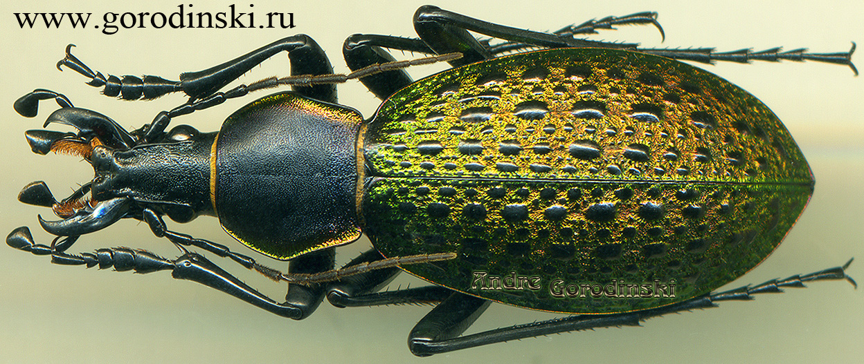 http://www.gorodinski.ru/carabus/Coptolabrus formosus elytraviridis.jpg